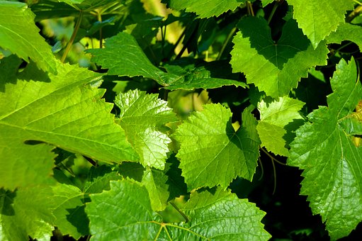 Winogron winorośl Cayuga White - IDEALNE NA WINO Vitis vinifera 'Cayuga White' 5