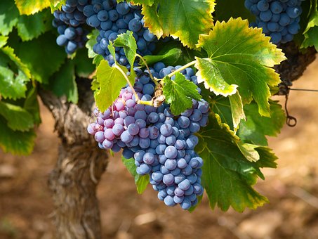 Winogron winorośl BUFFALO granatowe - IDEALNA NA WINA Vitis vinifera 'Buffalo' 2