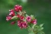 Krzewuszka cudowna Bristol Ruby - INTENSYWNIE RÓŻOWA ODMIANA Weigela florida 'Bristol ruby' 3