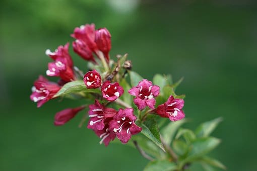 Krzewuszka cudowna Bristol Ruby - INTENSYWNIE RÓŻOWA ODMIANA Weigela florida 'Bristol ruby' 3