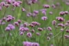 Werbena (Verbena) - fioletowa obficie kwitnąca Verbena 5