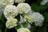 Kalina koralowa Compactum - czerwone owoce Viburnum opulus 'Compactum' 6