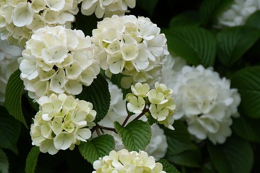 Kalina koralowa Compactum - czerwone owoce Viburnum opulus 'Compactum' 6