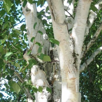 Brzoza pożyteczna DOORENBONS Betula Dorenboss 1