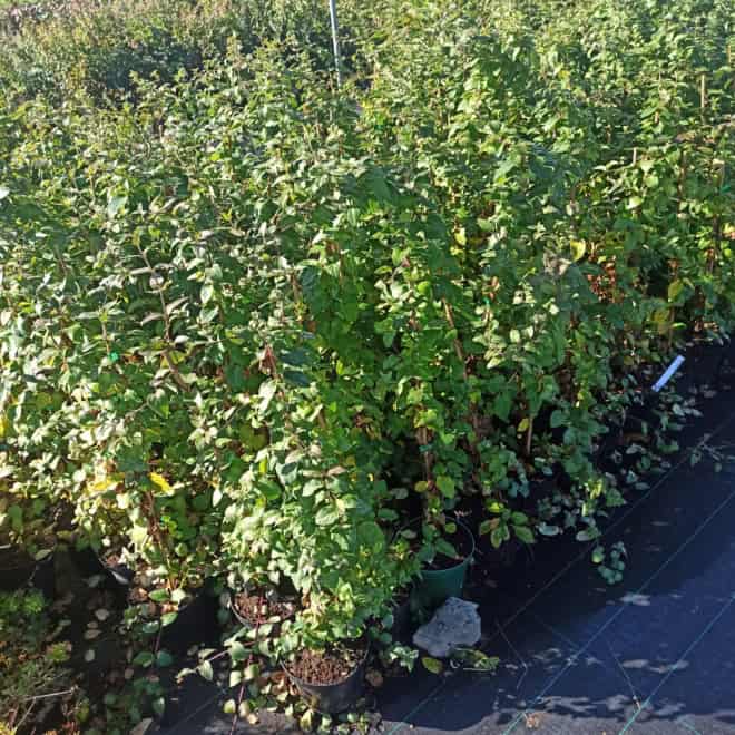 Wiciokrzew japoński - Piękne kwiaty Lonicera japonica 3