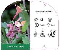 Wiciokrzew Heckrotta 50-70cm c2 (Lonicera xheckrottii)