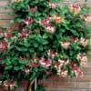 Wiciokrzew pomorski Serotina - PIEKNE PNĄCZE Lonicera periclymenum 'Serotina' 9