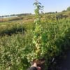 Wiciokrzew japoński - Piękne kwiaty Lonicera japonica 4