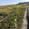 Wiciokrzew pomorski Serotina - PIEKNE PNĄCZE Lonicera periclymenum 'Serotina' 3