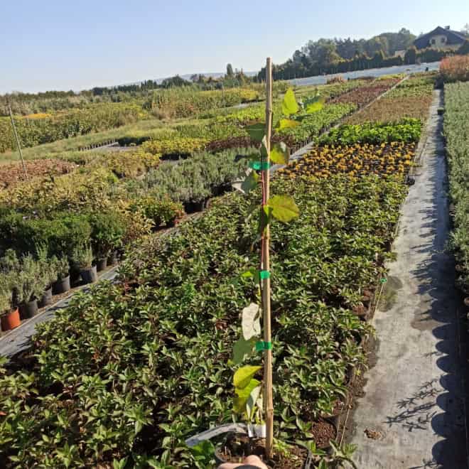 Wiciokrzew pomorski Serotina - PIEKNE PNĄCZE Lonicera periclymenum 'Serotina' 3