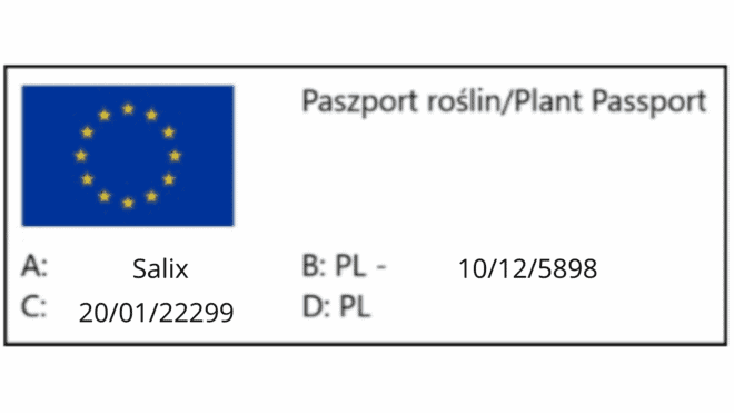 Wierzba Babilońska Tortuosa - żółta Salix babylonica 'Tortuosa 6