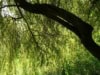 Wierzba Babilońska Tortuosa - żółta Salix babylonica 'Tortuosa 5