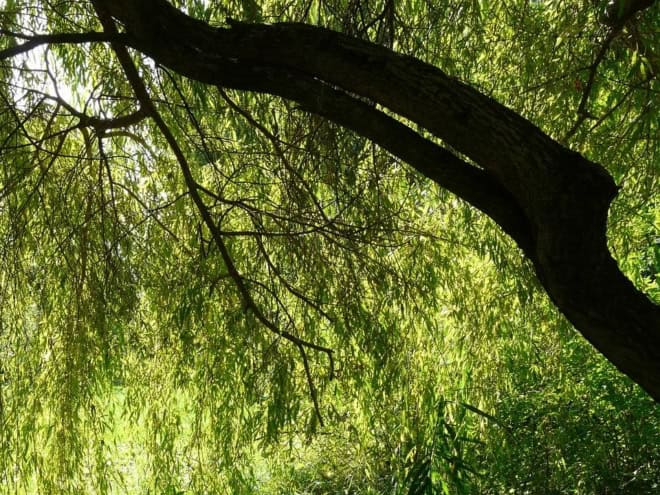 Wierzba Babilońska Tortuosa - żółta Salix babylonica 'Tortuosa 5