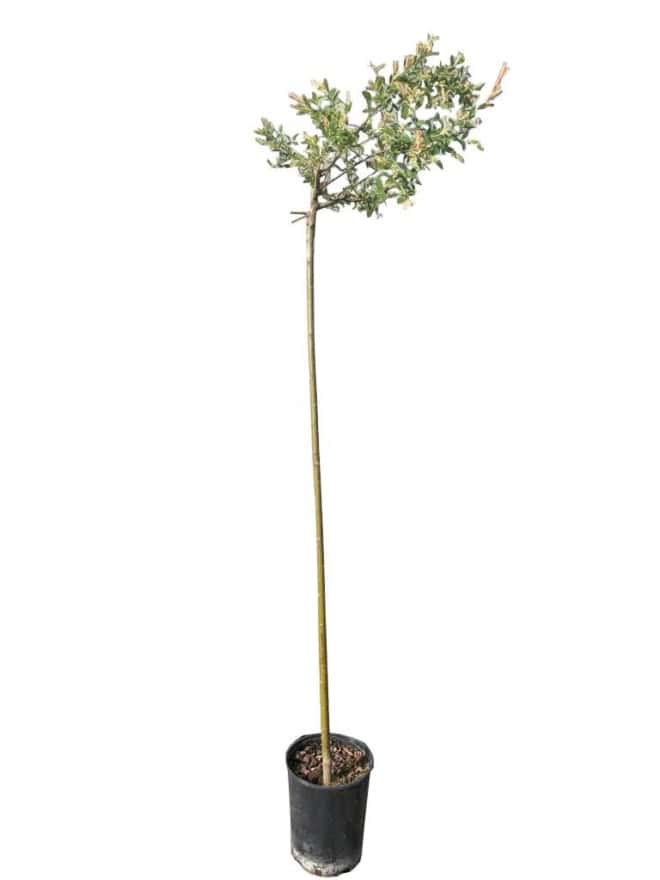 Wierzba Hakuro Nishiki na pniu Salix integra Hakuro nishiki (szczepiona) 2