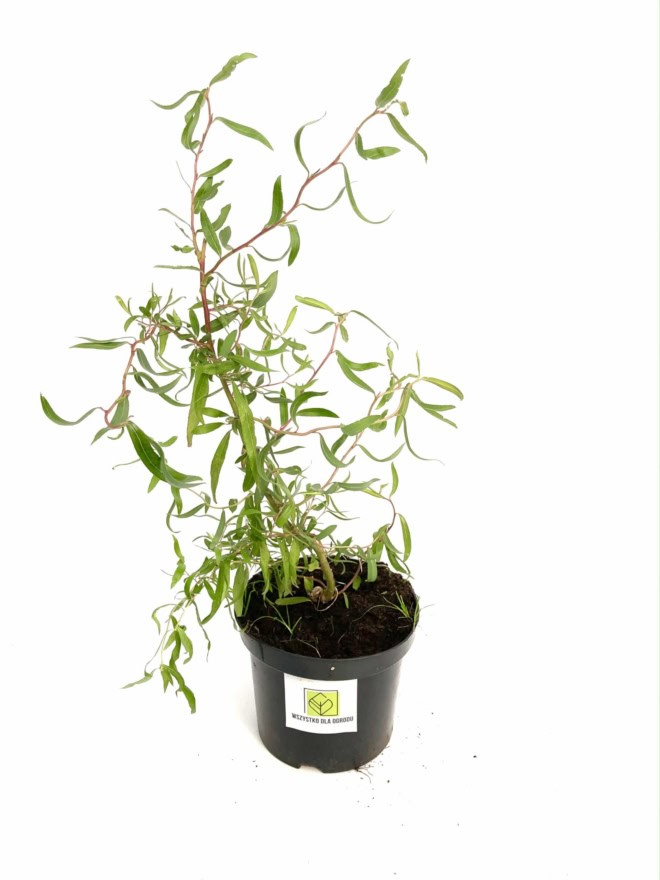 Wierzba Babilońska Tortuosa - żółta Salix babylonica 'Tortuosa 7