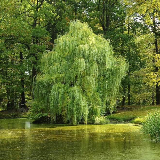 Wierzba Babilońska Tortuosa - żółta Salix babylonica 'Tortuosa 3