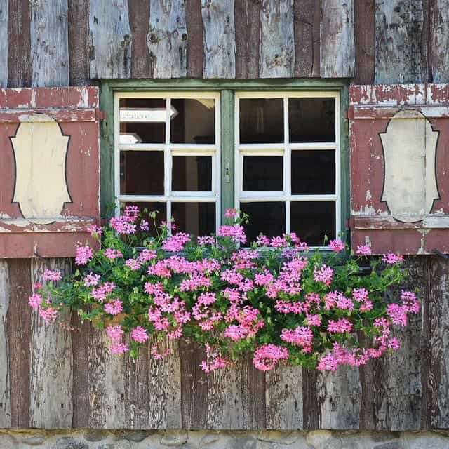 Pelargonia zwisająca - różowo fioletowa Pelargonia zwisająca - różowo fioletowa 3