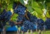 Winogron winorośl NERO - granatowe owoce na wino i nie tylko Vitis vinifera 'NERO' 7