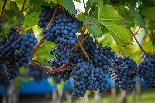 Winogron winorośl NERO - granatowe owoce na wino i nie tylko Vitis vinifera 'NERO' 7