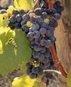 Winogron winorośl VENUS fioletowe owoce - SOCZYSTE OWOCE Vitis vinifera 'Venus' 8