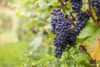 Winogron winorośl VENUS fioletowe owoce - SOCZYSTE OWOCE Vitis vinifera 'Venus' 2