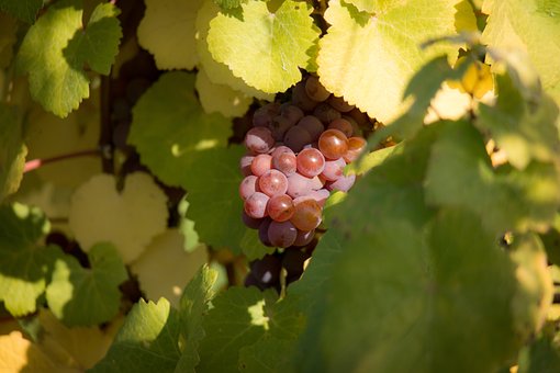 Winogron winorośl bezpestkowy Einset Seedless - ODMIANA NA RODZYNKI Vitis vinifera 'Einset seedless' 10