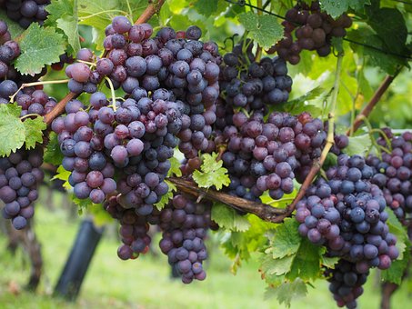 Winogron winorośl bezpestkowy Einset Seedless - ODMIANA NA RODZYNKI Vitis vinifera 'Einset seedless' 11