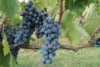 Winogron winorośl NERO - granatowe owoce na wino i nie tylko Vitis vinifera 'NERO' 8
