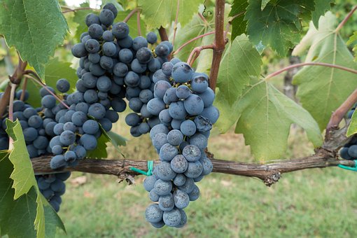 Winogron winorośl NERO - granatowe owoce na wino i nie tylko Vitis vinifera 'NERO' 8