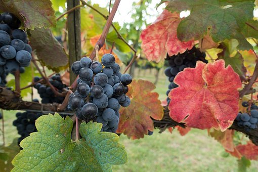 Winogron winorośl NERO - granatowe owoce na wino i nie tylko Vitis vinifera 'NERO' 5
