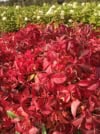 Winobluszcz pięciolistkowy - kolorowe pnącze Parthenocissus quinquefolia 2