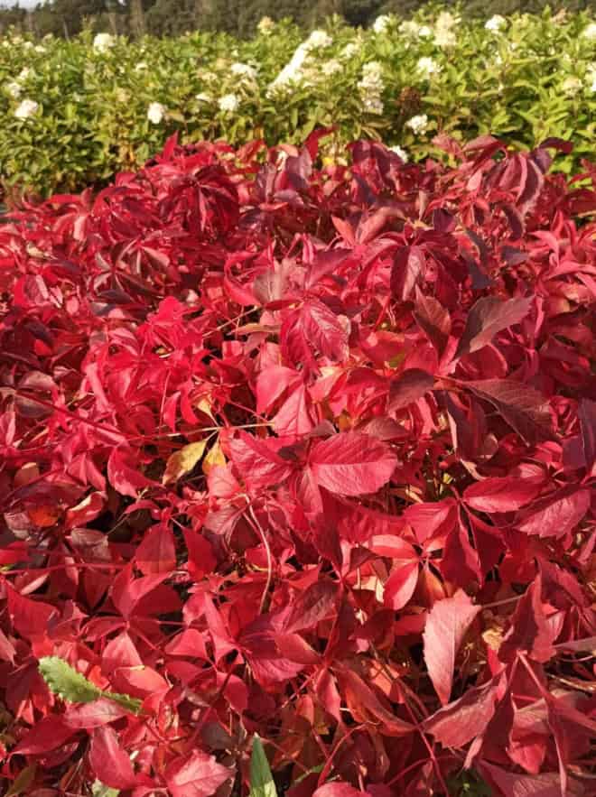 Winobluszcz pięciolistkowy - kolorowe pnącze Parthenocissus quinquefolia 2