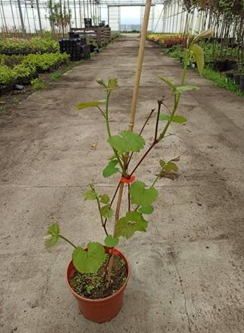 Winogron Aurora, winorośl żółte -NASZ ULUBIONY Vitis vinifera 'Aurora' 5