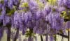 Glicynia chińska - wisteria - FIOLETOWE PNĄCZE C2 Wisteria sinensis 2