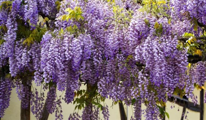 Glicynia chińska - wisteria - FIOLETOWE PNĄCZE C2 Wisteria sinensis 2