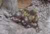 Rojnik Red Beauty czerwono-zielony sukulent Sempervirum Red Beauty czerwono 4