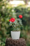 Róża pnąca 'STARLET ROSES 'Carmen' Rosa STARLET ROSES 'Carmen' (Róża pnąca) 2