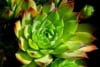 Rojnik (Sempervivum) - niski sukulent Smpervirum 5