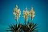 Jukka karolińska - krępla Yucca filamentosa 2
