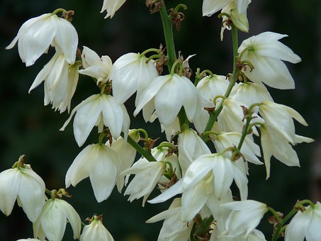 Juka Golden Heart - żółta złota odmiana Yucca filamentosa 'Golden heart' 4