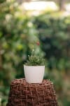 Zawciąg nadmorski Nifty Thrifty Armeria maritima Nifty Thrifty 2