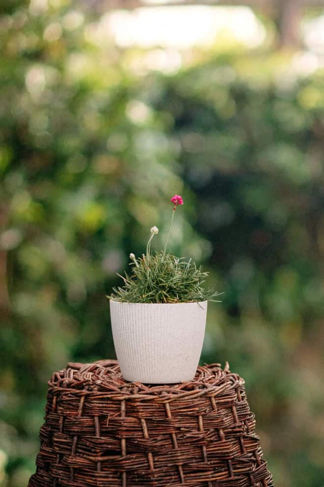 Zawciąg nadmorski Nifty Thrifty Armeria maritima Nifty Thrifty 2