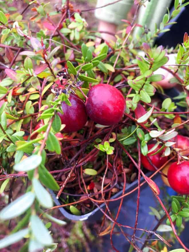 Żurawina wielkoowocowa Early Black - NAJWCZEŚNIEJSZA ODMIANA Vaccinium macrocarpon 'Early Black' 3