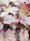 Żurawka Alabama Sunrise - kolorowa Heuchera 'Alabama Sunrise' 4