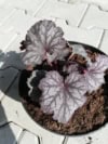Żurawka "Can-Can"© 20-30cm c2 (Heuchera"Can-Can") Heuchera "Can-Can" 1