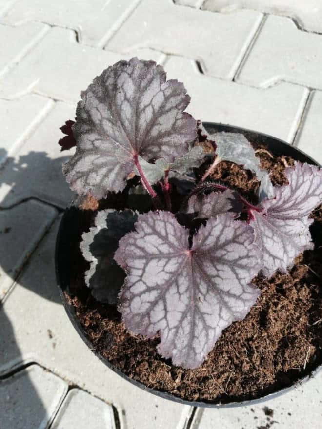 Żurawka "Can-Can"© 20-30cm c2 (Heuchera"Can-Can") Heuchera "Can-Can" 1
