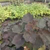 Żurawka Palace Purple - Ciemna Heuchera ' Palace Purple' 3
