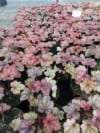 Żurawka "Can-Can"© 20-30cm c2 (Heuchera"Can-Can") Heuchera "Can-Can" 5