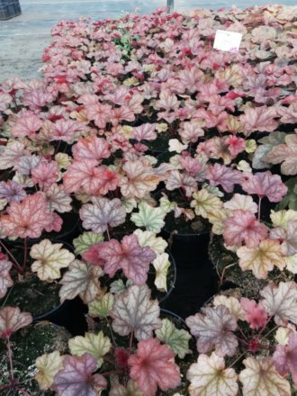 Żurawka "Can-Can"© 20-30cm c2 (Heuchera"Can-Can") Heuchera "Can-Can" 5