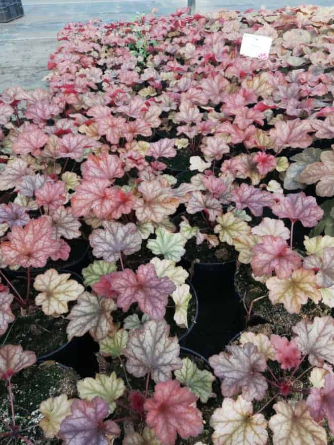 Żurawka "Can-Can"© 20-30cm c2 (Heuchera"Can-Can") Heuchera "Can-Can" 5